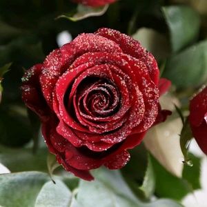 Meet your Posher, Chrystal